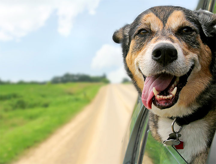 West Coxsackie Pet Dentists